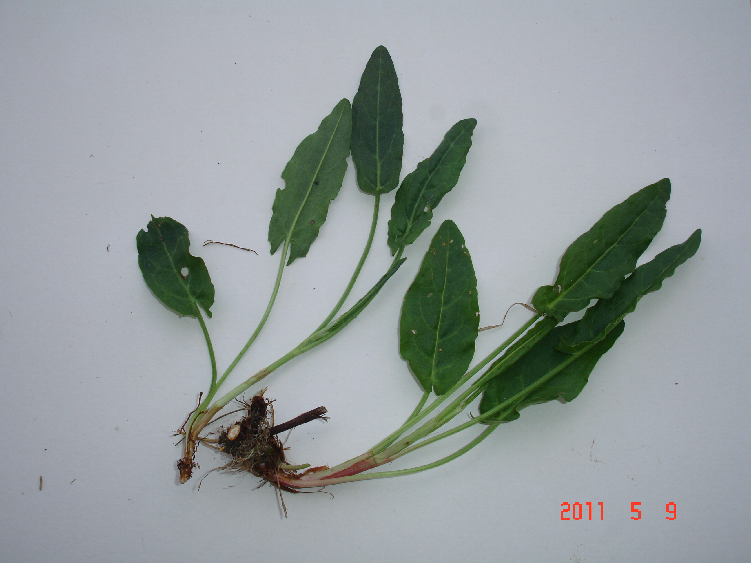 معرفی و راهنمای پرورش سبزی جات برگی - ترشک